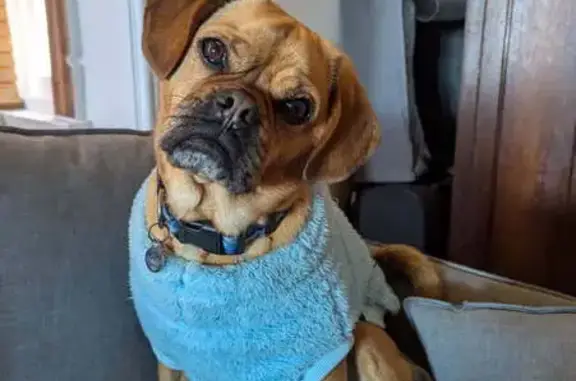 Lost Pugalier: Caramel Coat, Blue Fleece