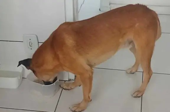 cachorro encontrada