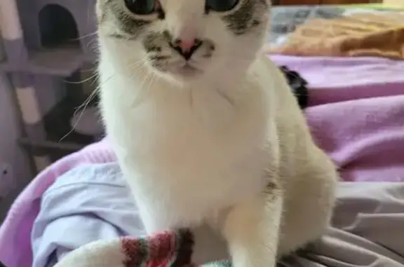 Lost Cat: Cream & Grey in Grants Pass