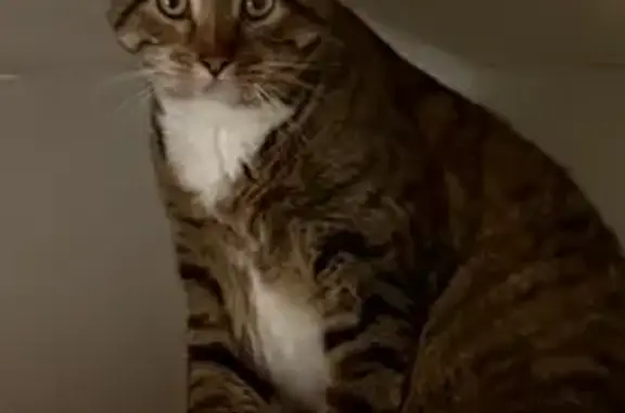 Friendly Lost Cat: Big Tabi Lady, Philly