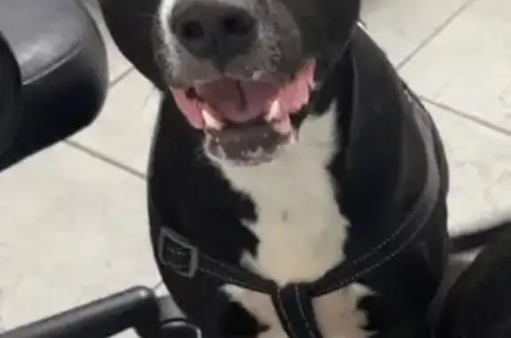 Lost Dog: Unique Eyes & Markings in Hallandale