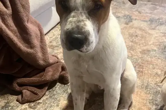 Friendly Lost Dog: Stoney Wood Lane