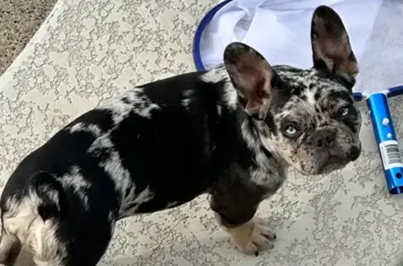 Lost French Bulldog: $1000 Reward!