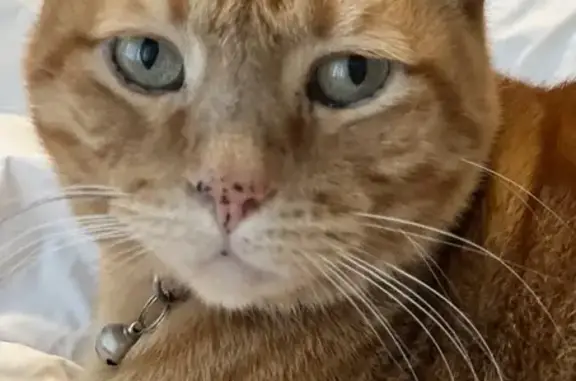 Lost Orange Cat: West Polo Rd, Grand Prairie