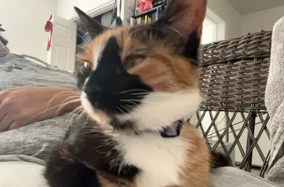 Lost Cat: Unique Markings, Chicago Area