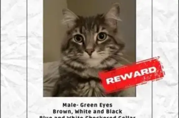 Lost Fluffy Grey Cat - East Malta St, Tucson