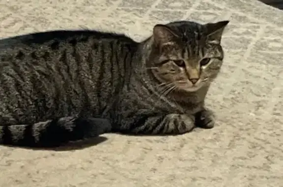 Lost Grey Tiger: Neutered, Microchipped