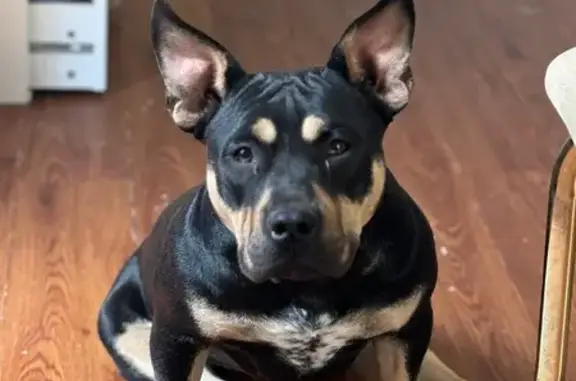 Lost Black Bully Dog: Friendly & Timid