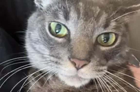 Lost Tabby Gray Cat: Glover St, Dearborn