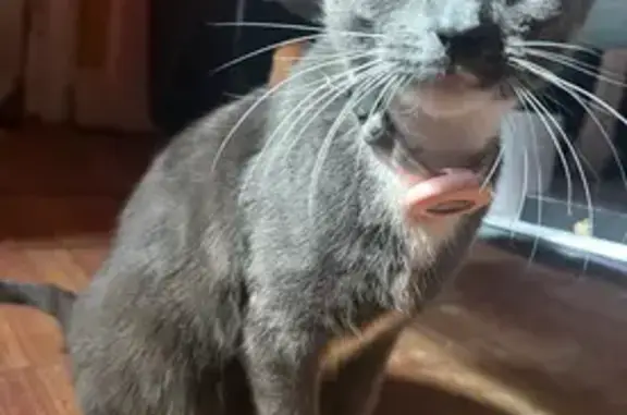Lost Cat on Garfield Ave: Pink Collar