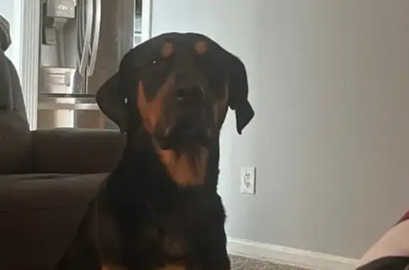 Lost: 89lb Black Dog 'Thor' in Norcross