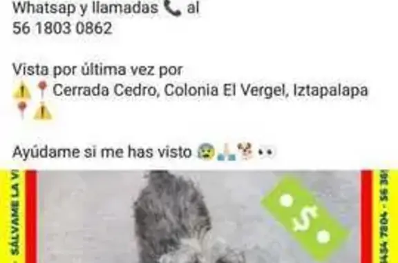 Mestiza gris perdida en Periférico CDMX