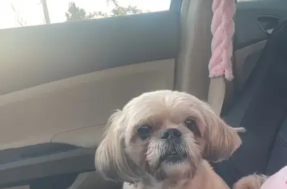 Lost Shi Tzu Luna: Pink Collar, Crooked Teeth