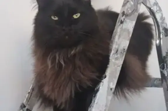 Animaux perdus Thaon-les-Vosges, photo: Chat perdu, brun foncé, Scooby, Thaon-les-Vosges