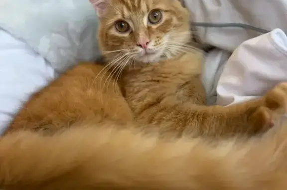 Help Find Goldie: Lost Orange & White Kitten
