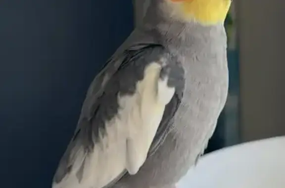 Help Find Roger: Lost Grey Cockatiel!