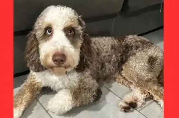 Lost Bernedoodle: Unique Eyes, St. Cloud