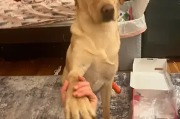 Lost Dog: Sweet Pup in Blue & Yellow Collar