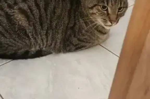 Large Aggressive Cat Lurking on Monmouth St