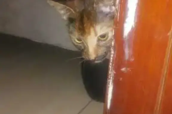 Lost Calico Cat: Black Mustache, Attitude
