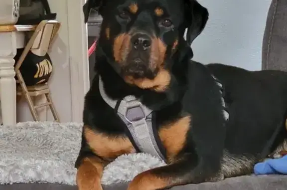 Friendly Rottweiler Lost on 2nd Ave S