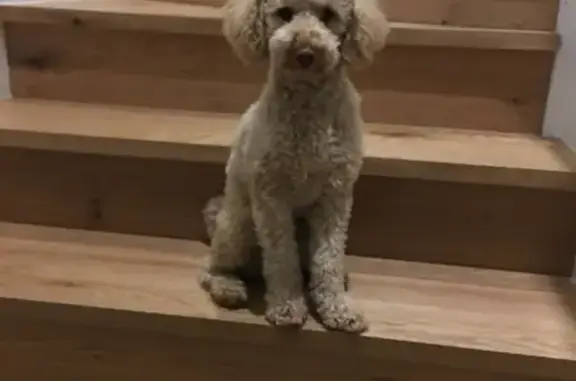 Help Find Our Lost Cream Poodle!