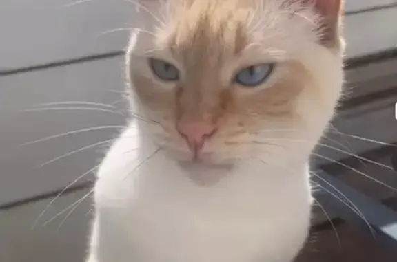 Animaux perdus Bayonne, photo: Chatte perdue, craintive, Bayonne