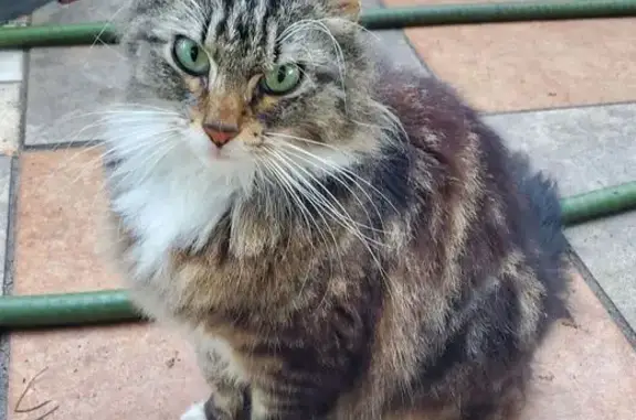 Friendly Found Cat: Southside Blvd, Jax