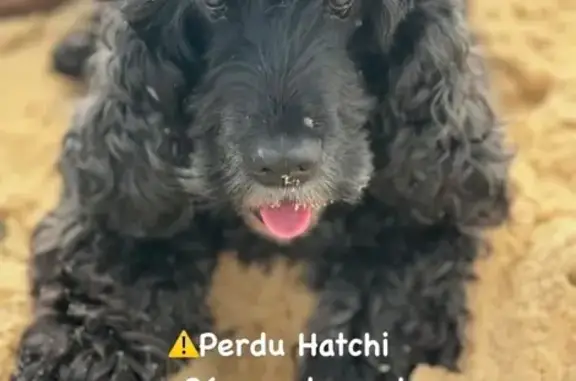 Chien perdu Mont-de-Marsan, photo : Cocker noir 13 ans perdu Rue du Péglé