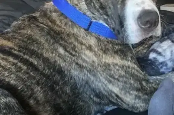 Lost Dog Crush: Brindle & White, Lansford