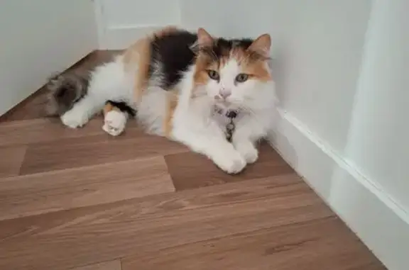 Animaux perdus Donges, photo: Chatte tricolore perdue à Donges