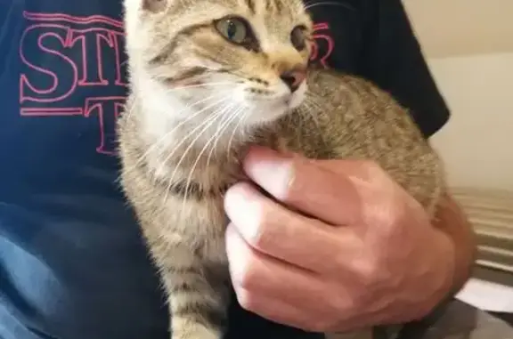 Chat tigré trouvé entre Trenal et Malerey - photo
