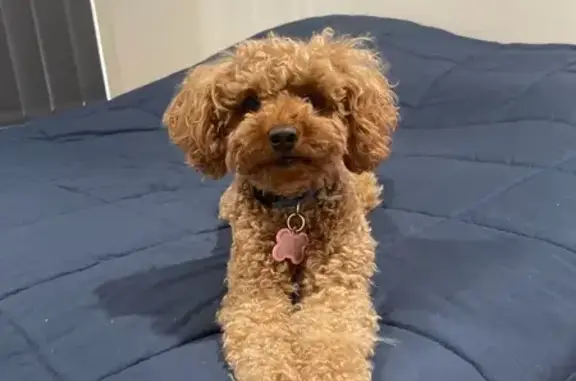 Lost Brown Toy Poodle on Cottrell Dr