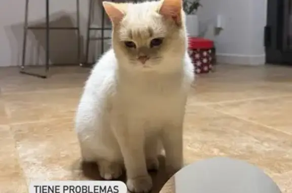 ¡Gatito Blanco Perdido en Torrelles!