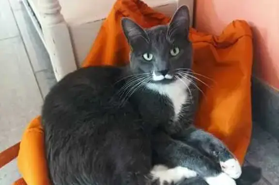 Chat perdu à Téteghem-Coudekerque - photo