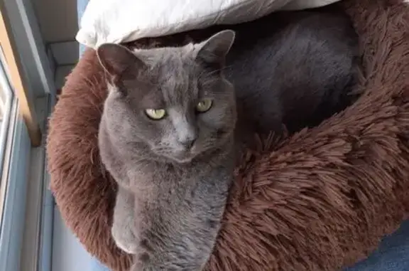 Chat chartreux perdu à Suippes - photo