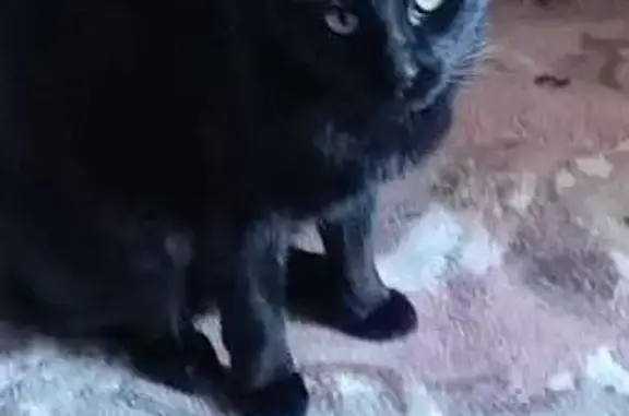 Gata negra perdida en La Orotava