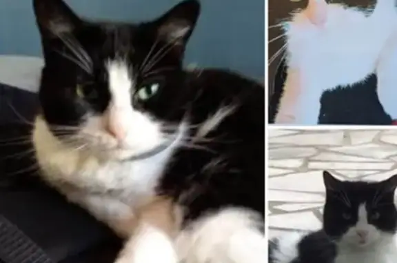 Animaux perdus Le Plessis-Robinson, photo: Chatte perdue, noire et blanche, peureuse