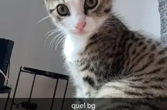 Chat perdu : Mowgly, tigré et blanc, Lillers - photo