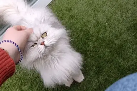 Animaux perdus Luisant, photo: Chatte blanche perdue à Luisant
