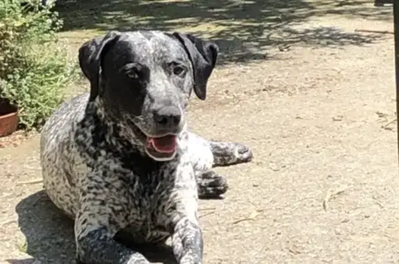 Chien perdu : Django, 7 ans, Staffy croisé - photo