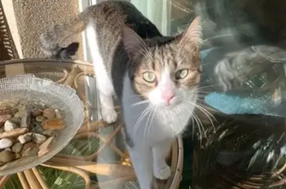 Gata Perdida: Blanca y Gris, Chip, Alcalá