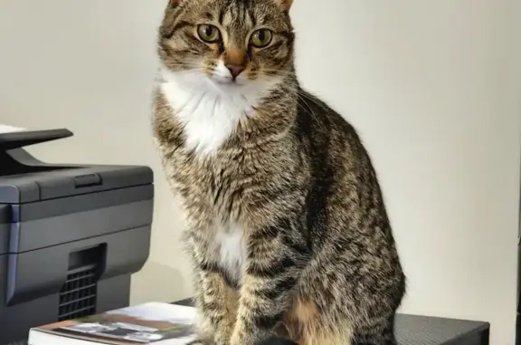 Lost Tabby Cat: Hornsby, Microchipped