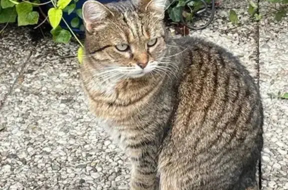 Animaux perdus Châtenay-Malabry, photo: Chatte perdue à Châtenay-Malabry