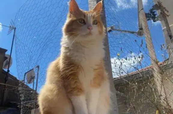 Chat roux et blanc perdu à Arles - photo