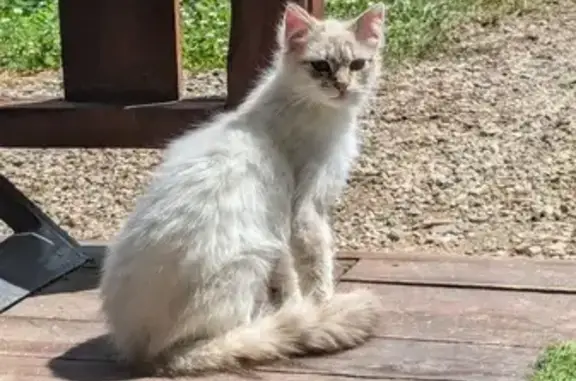 Chat trouvé Brens, photo: Chat blanc/beige clair trouvé à Brens