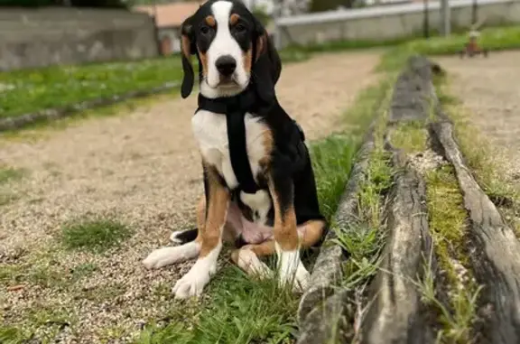 Chiot perdu craintif à Grenade - photo