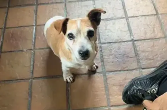 Jack Russel perdu, sourd et aveugle - photo