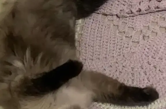gato desaparecida