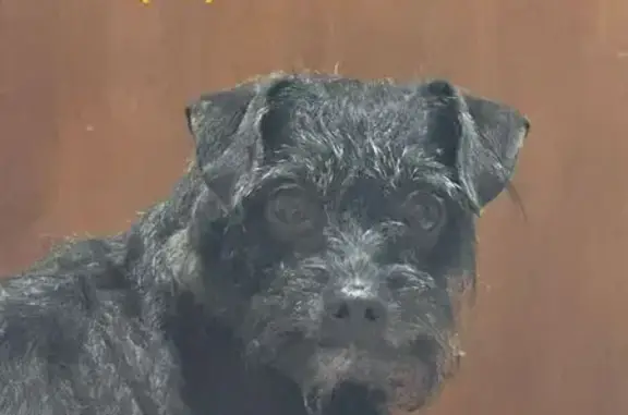 cachorro desaparecida